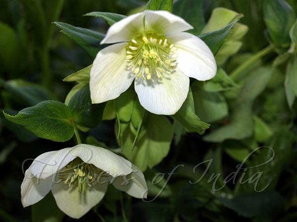 Helleborus Orientalis Lenten Rose